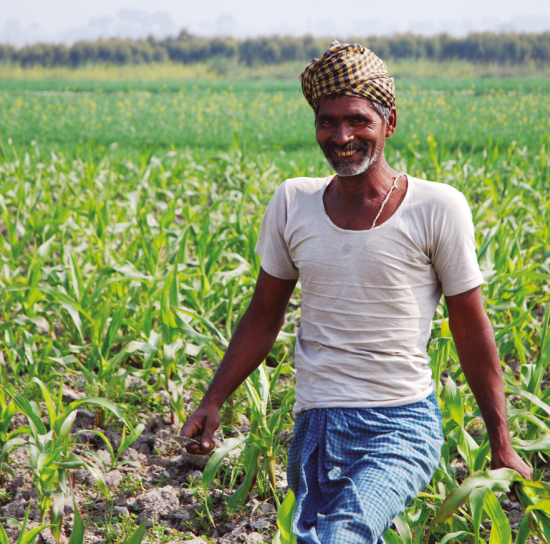 A Venagro partner farmer in his popcorn maize field