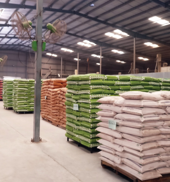 Graded popcorn maize stacked in a Venagro warehouse