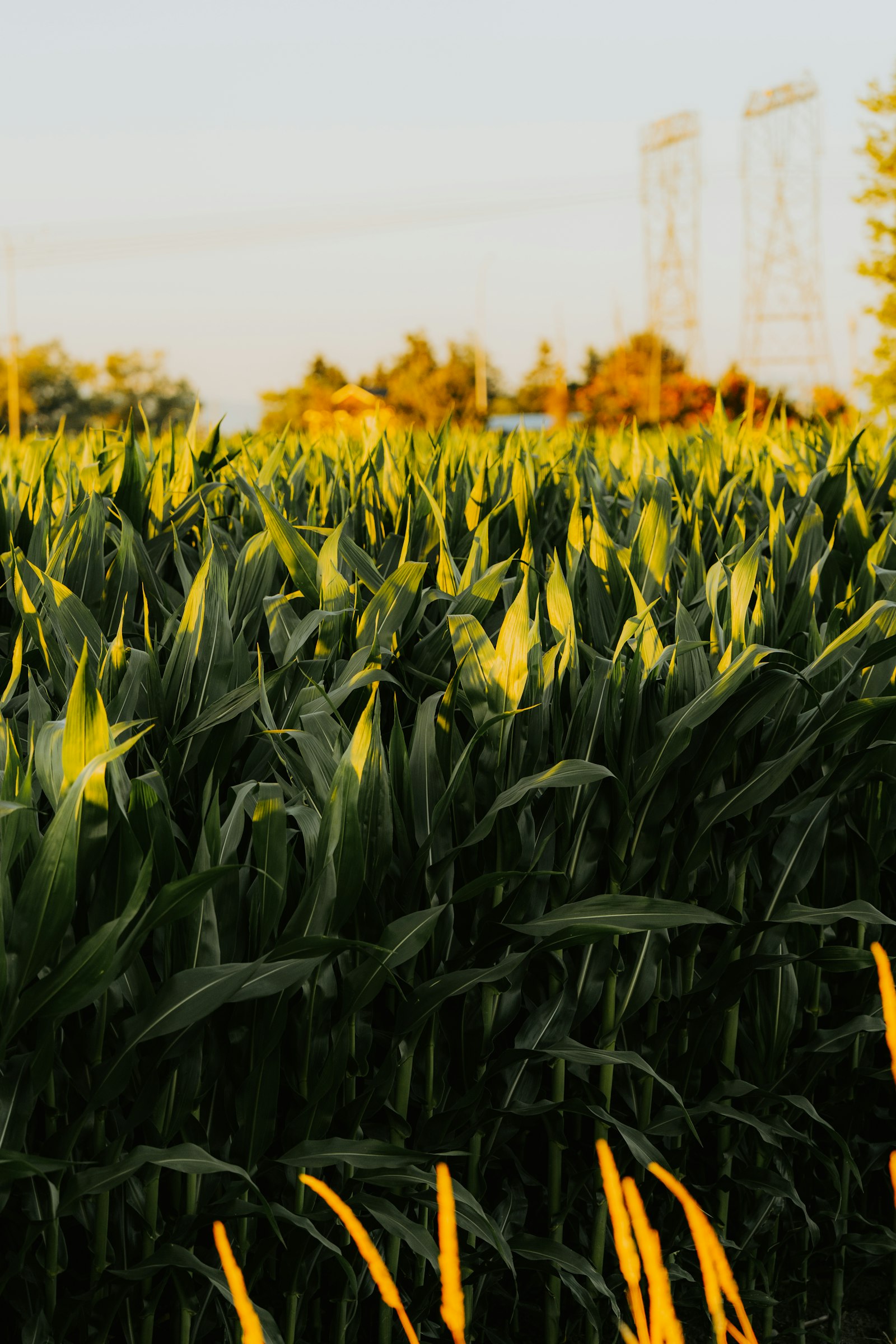 Popcorn maize field in golden evening light
