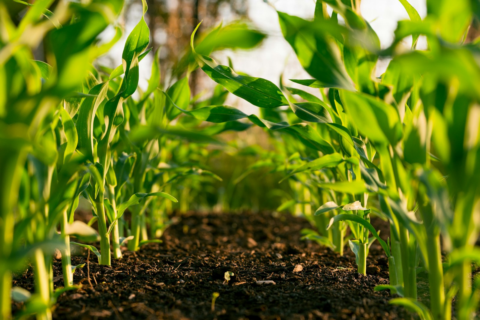 Young maize plants growing in rows